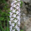 orchidea odorosa